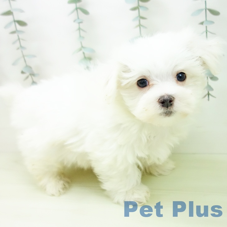 マルチーズの写真2