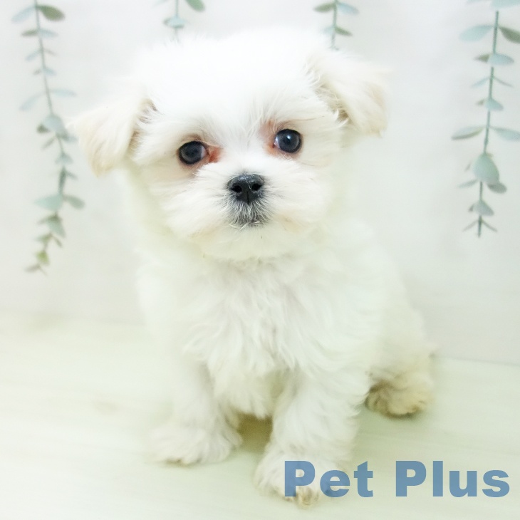 マルチーズの写真2