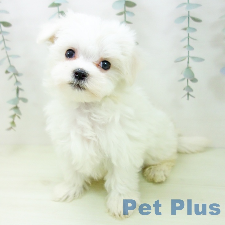 マルチーズの写真2