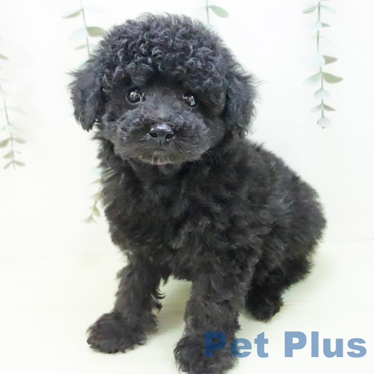 トイ・プードル