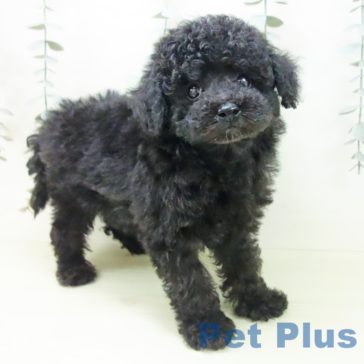 トイ・プードルの写真2