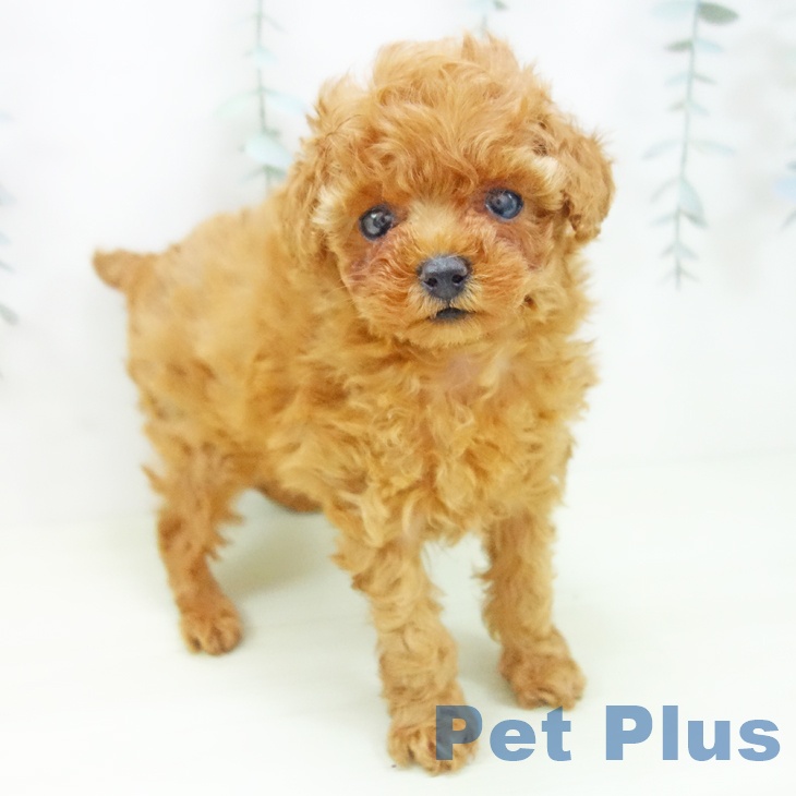 トイ・プードル