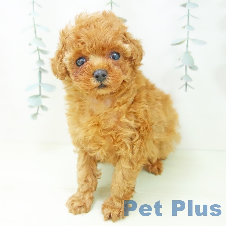 トイ・プードルの写真2