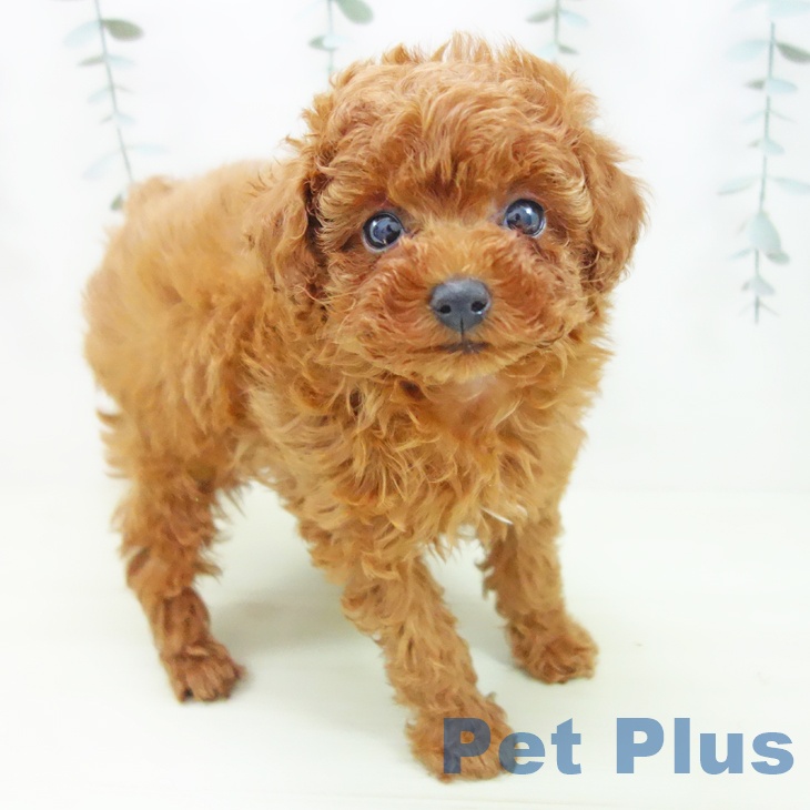 トイ・プードル