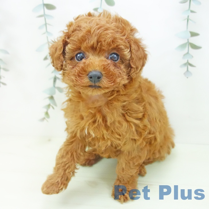 トイ・プードルの写真2