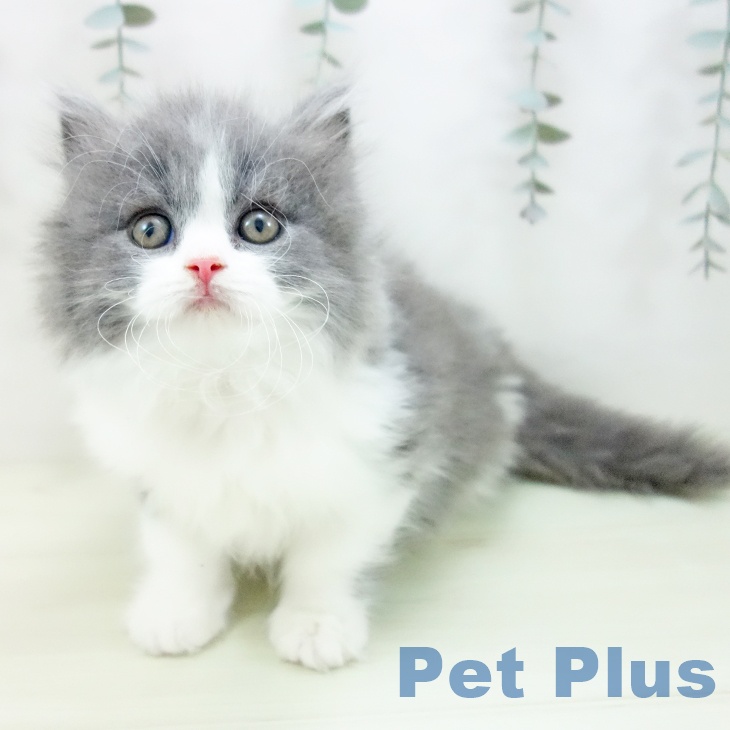 スコティッシュフォールド