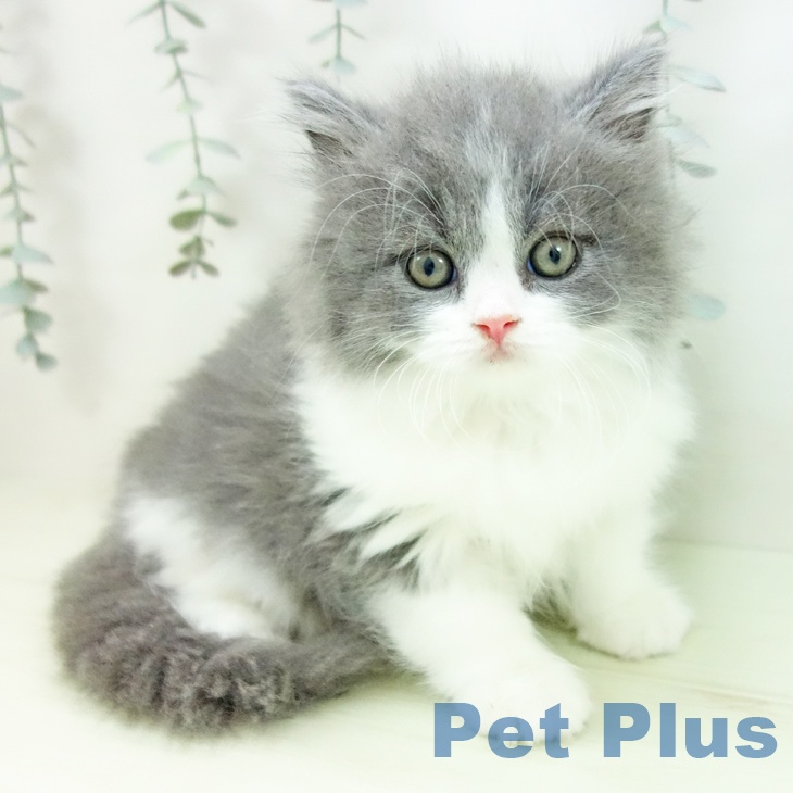 スコティッシュフォールドの写真2