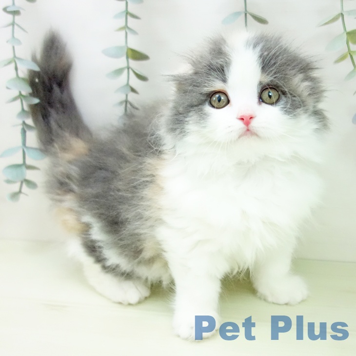 スコティッシュフォールド