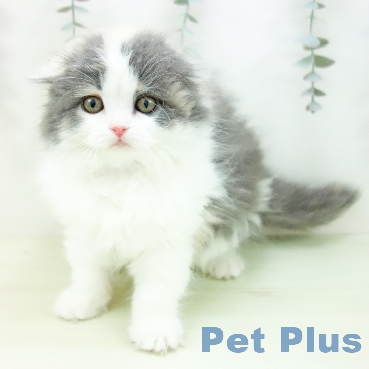 スコティッシュフォールドの写真2