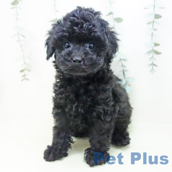 トイ・プードル