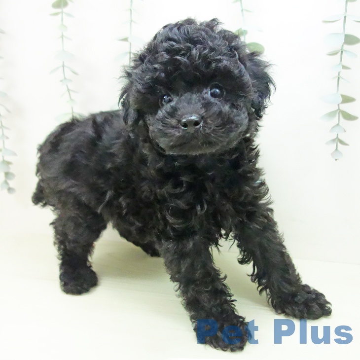 トイ・プードルの写真2