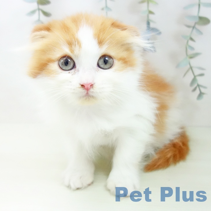 スコティッシュフォールド