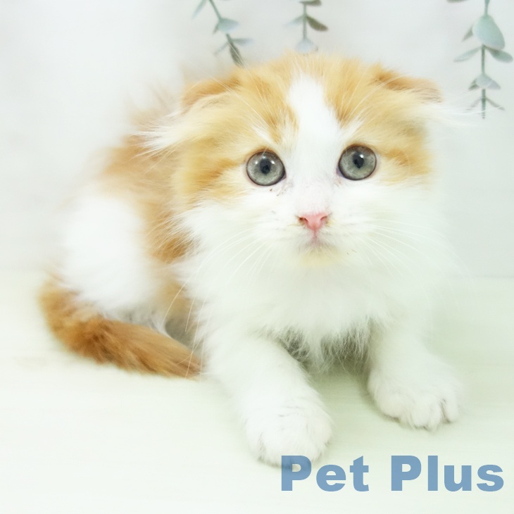 スコティッシュフォールド