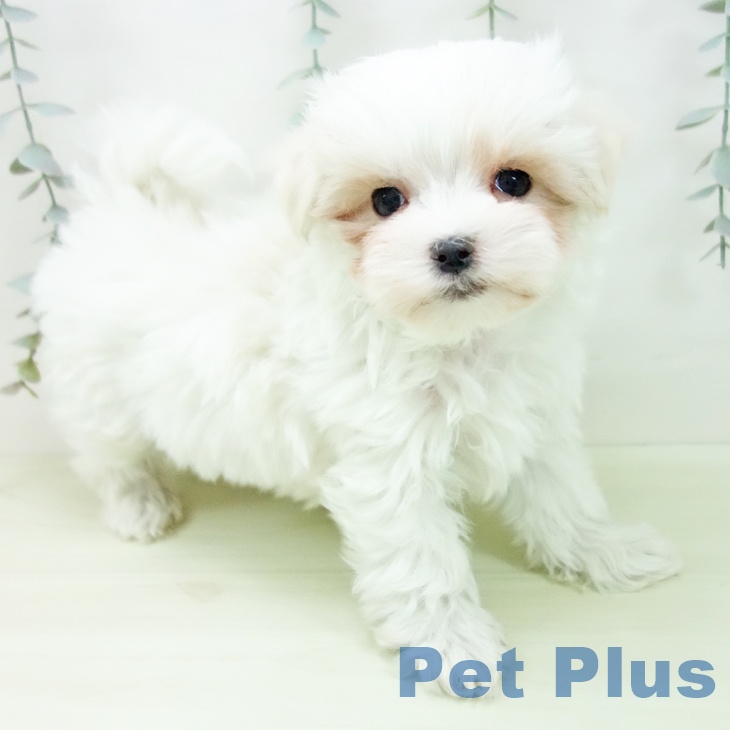 マルチーズの写真2