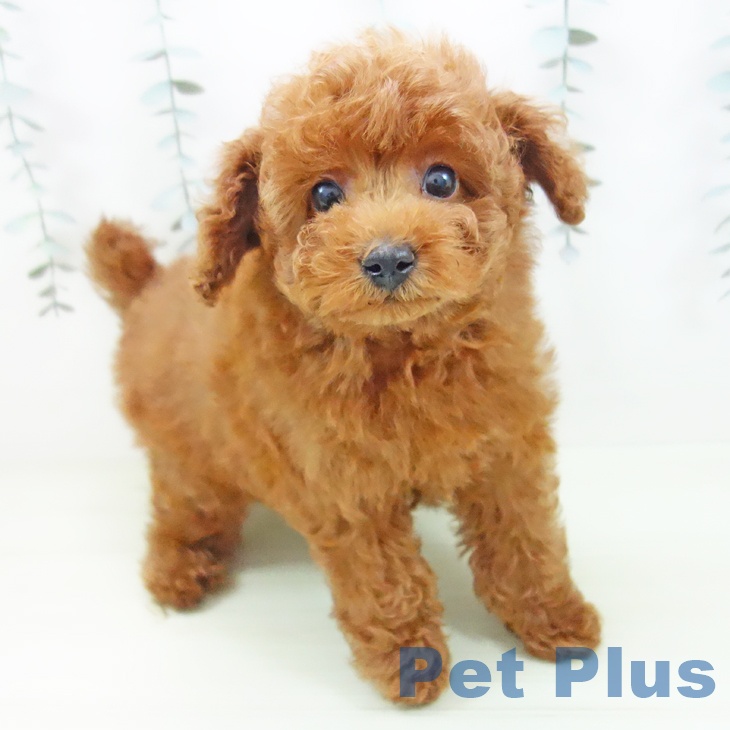 トイ・プードル