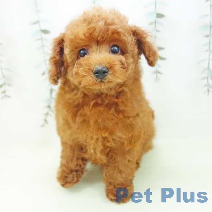 トイ・プードル