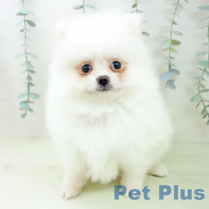 ポメラニアンの写真2