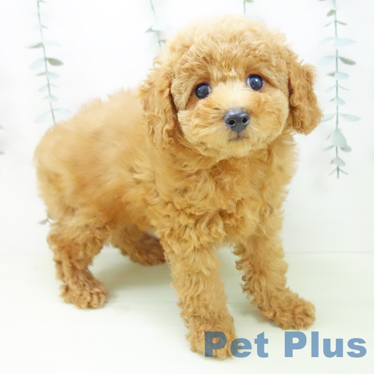 トイ・プードル