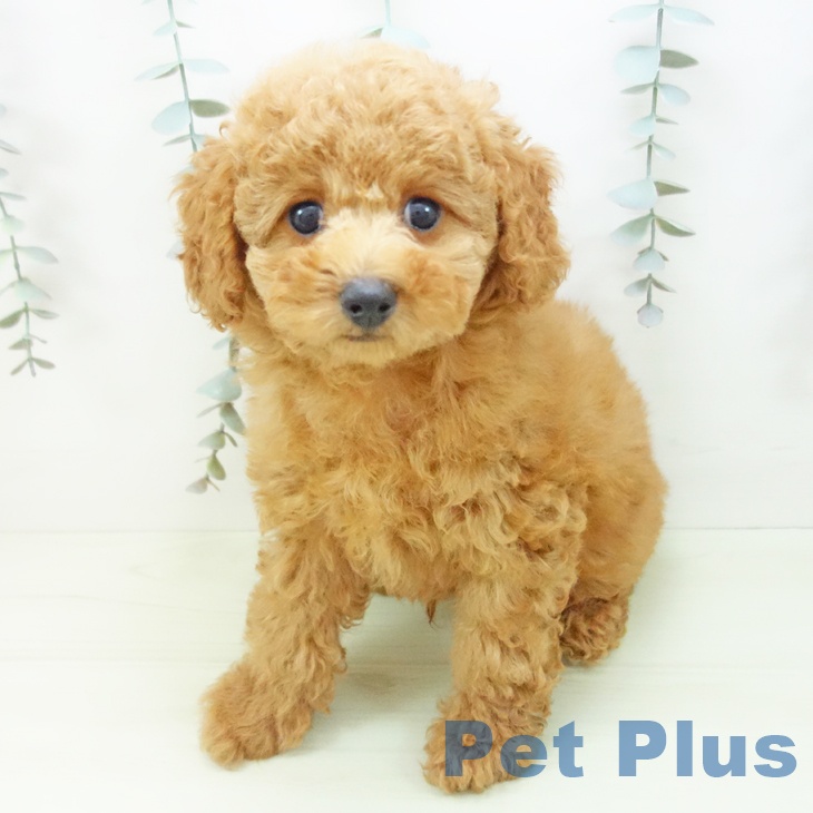 トイ・プードルの写真2