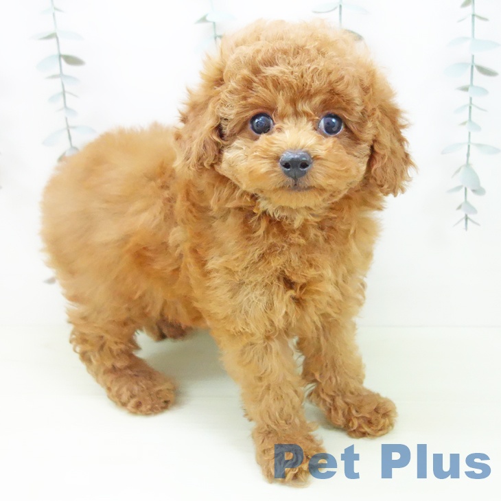 トイ・プードル