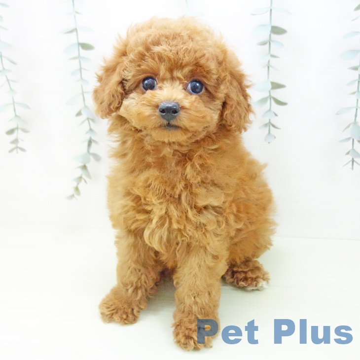 トイ・プードルの写真2