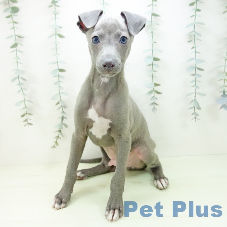 イタリアン・グレーハウンドの写真2
