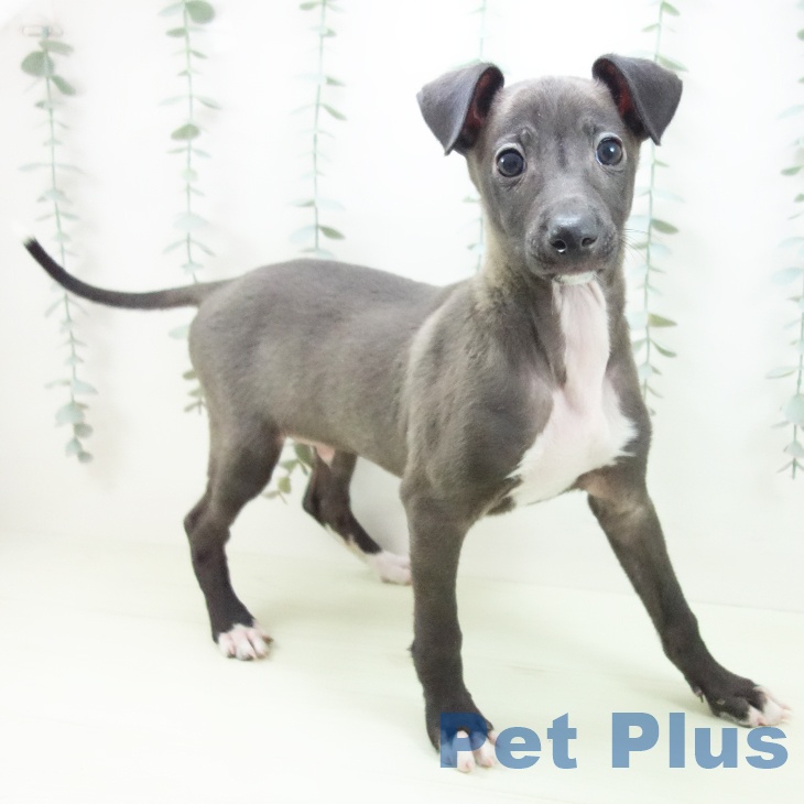 イタリアン・グレーハウンド