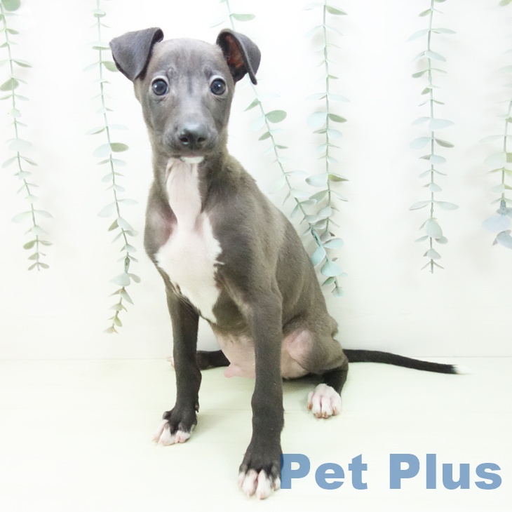 イタリアン・グレーハウンドの写真2