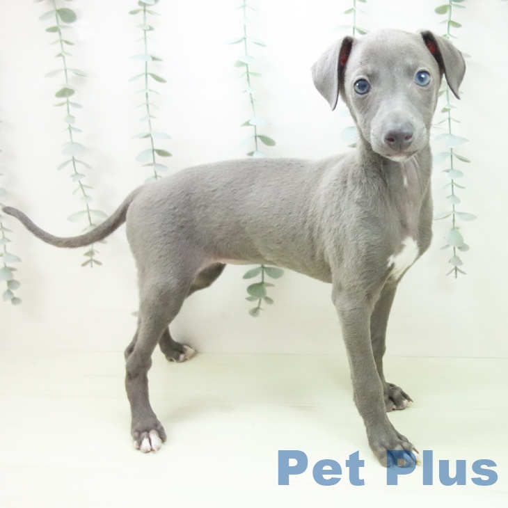 イタリアン・グレーハウンドの写真2