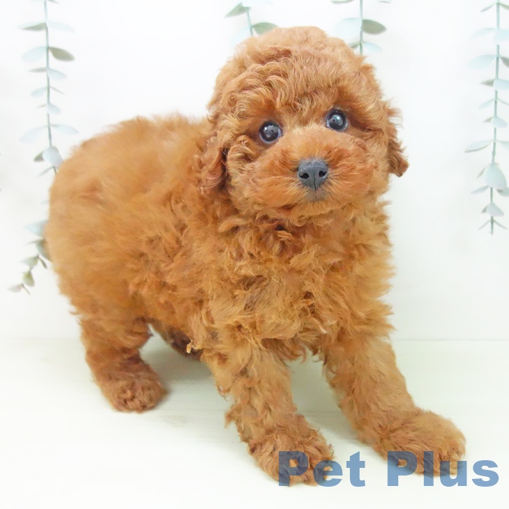 トイ・プードル