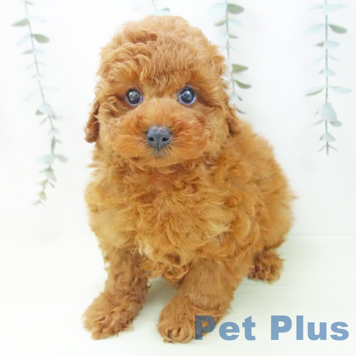 トイ・プードルの写真2