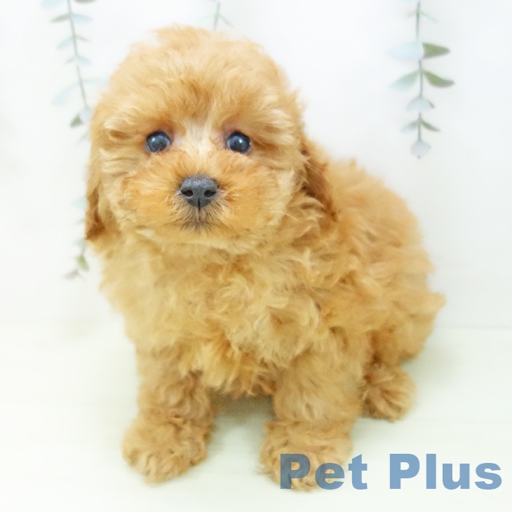 トイ・プードル