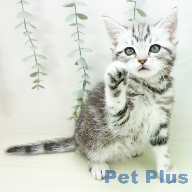 アメリカンショートヘアの写真2