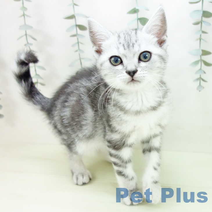 アメリカンショートヘア