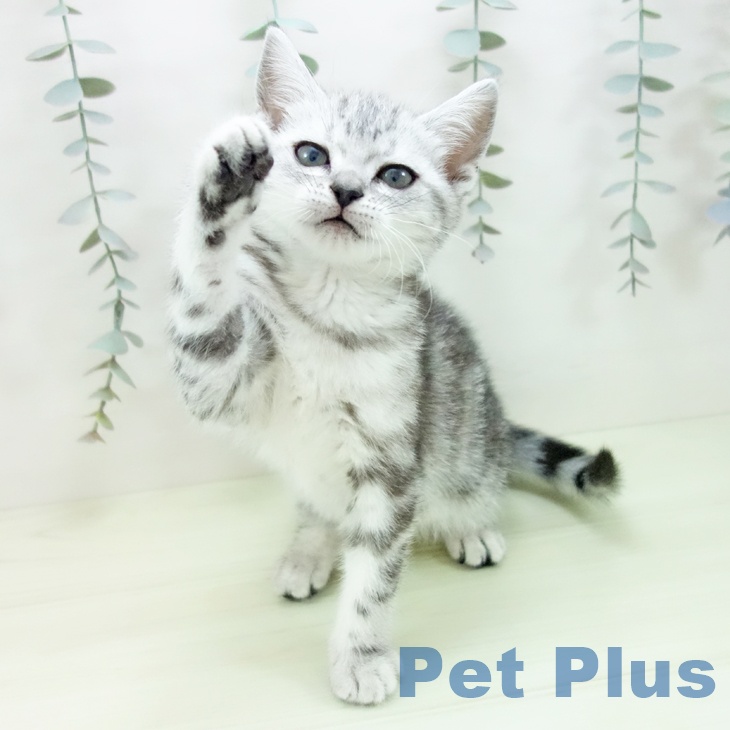 アメリカンショートヘアの写真2