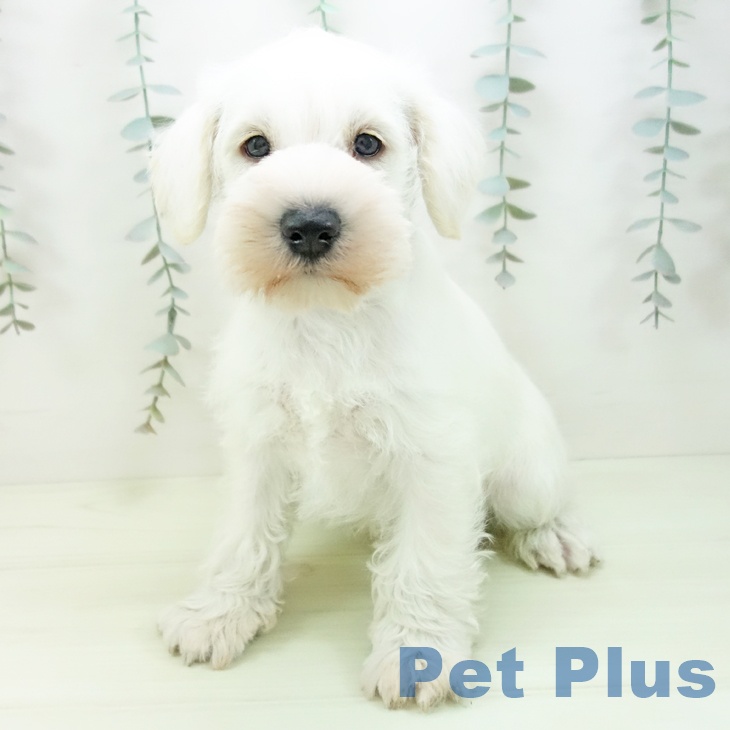 ミニチュア・シュナウザーの写真2