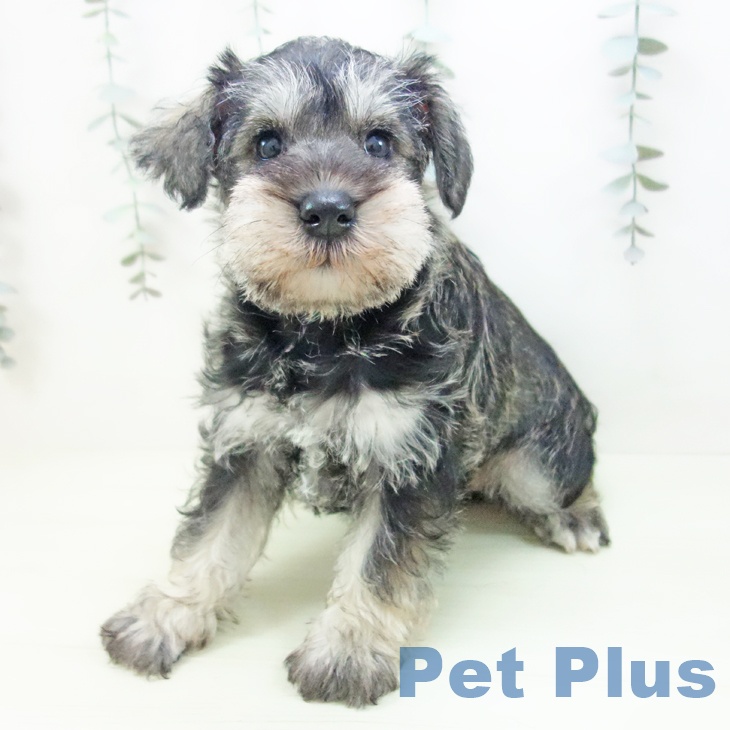 ミニチュア・シュナウザーの写真2