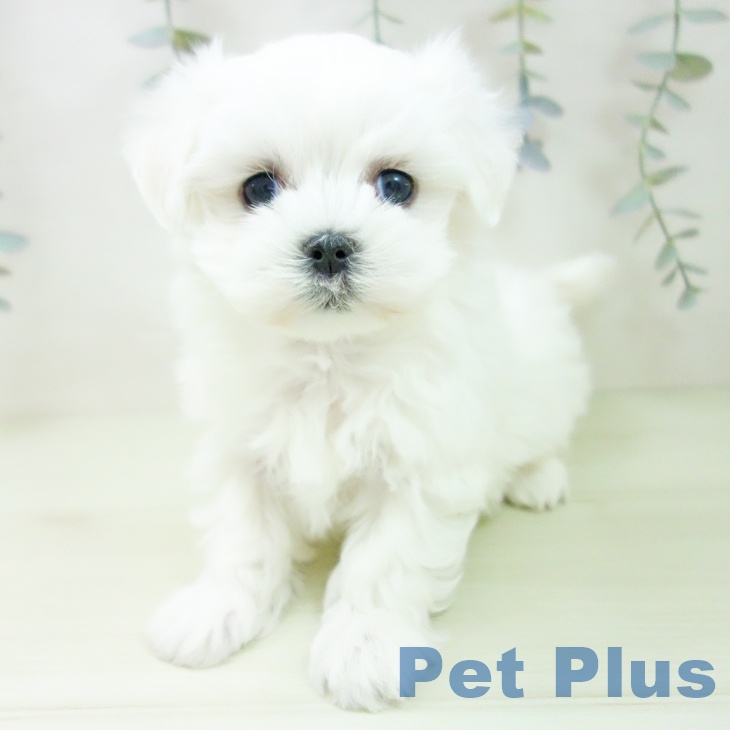 マルチーズの写真2