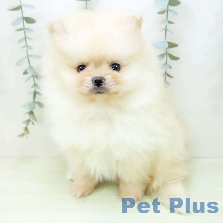 ポメラニアンの写真2