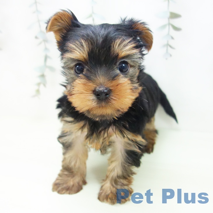 ヨークシャー・テリア