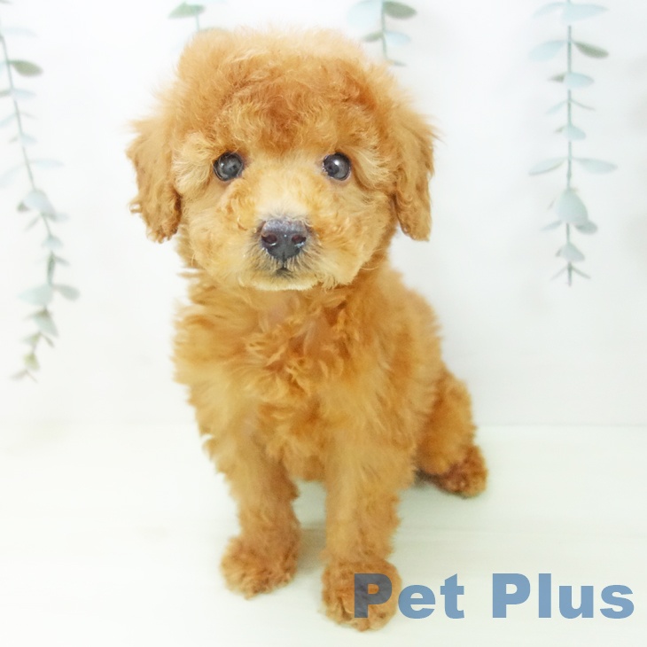 トイ・プードル