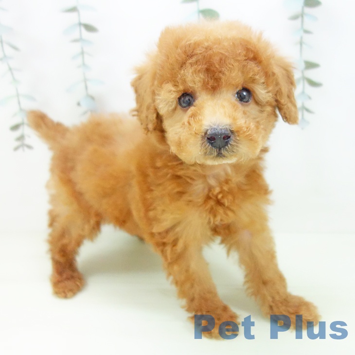 トイ・プードルの写真2