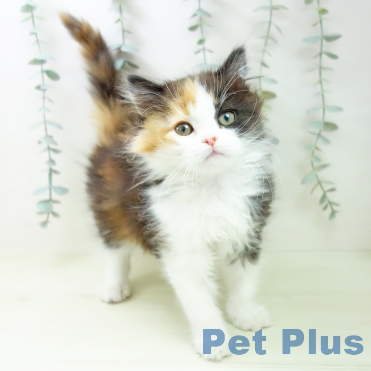 スコティッシュフォールドの写真2