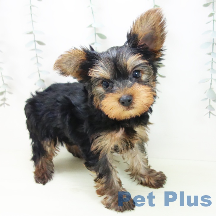 ヨークシャー・テリア