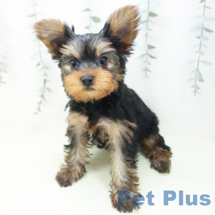 ヨークシャー・テリアの写真2