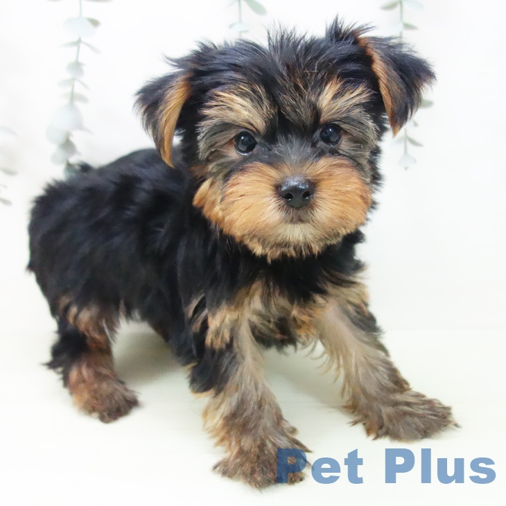 ヨークシャー・テリアの写真2