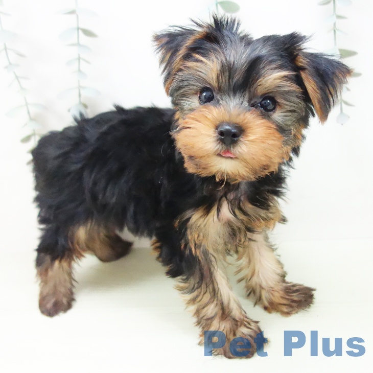 ヨークシャー・テリア