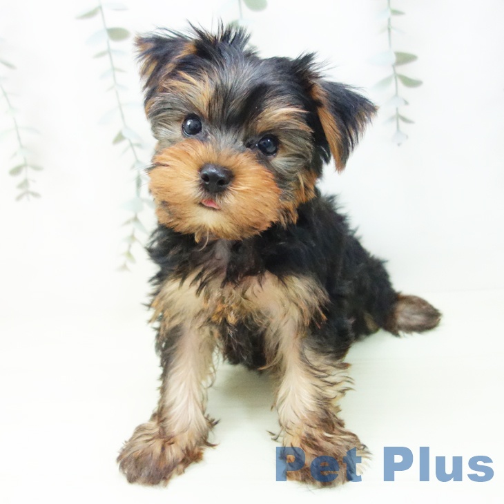 ヨークシャー・テリアの写真2