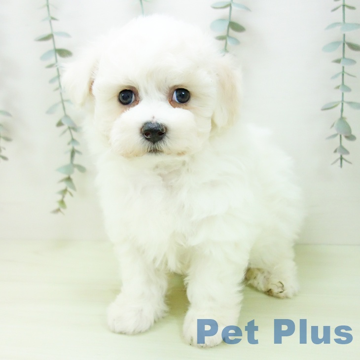 ビション・フリーゼ