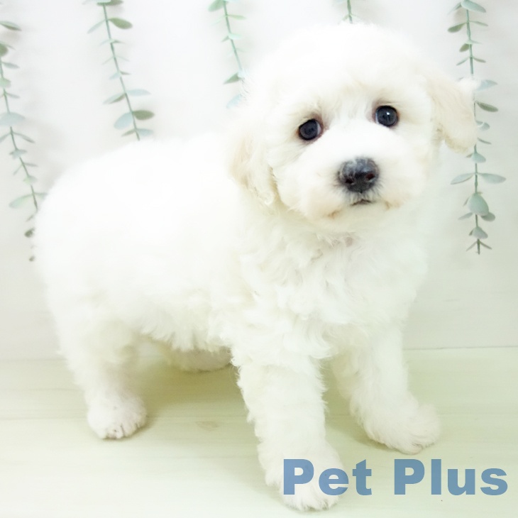 ビション・フリーゼ